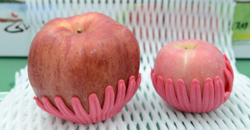 경상남도 거창군 고제면에 귀농한 어윤복씨의 사과농장에서 무게 1Kg에 달하는 사과가 열렸다. 왼쪽이 어윤복씨의 사과, 오른쪽은 일반 사과.
