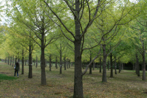 홍천군 내면 광원1리 은행나무숲에는 2천여 그루의 은행나무가 줄지어 서 있다. 단풍 절정은 8일에서 10일 경으로 예상된다