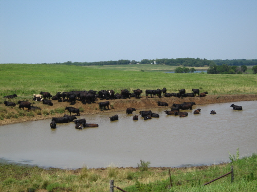 더위에 지친 소들도 물놀이를 즐기고 있다.