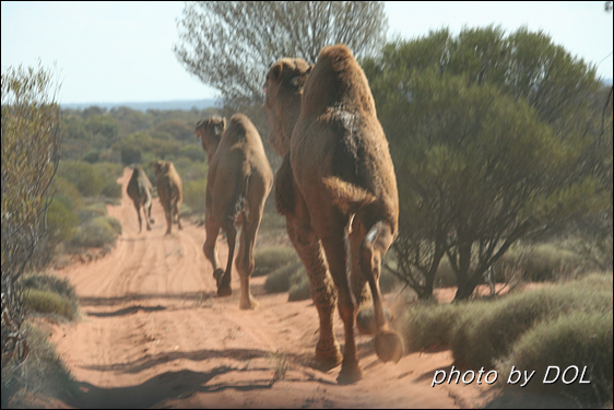 또 다른 낙타의 무리는 우릴 피해 앞으로만 달렸다. 우리가 멈추면 녀석들도 서고 우리가 달리면 녀석들도 달리는 의사소통 부재의 상황이 한동안 이어졌다.