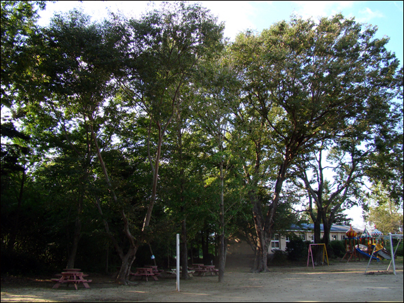 담양 봉산초등학교 양지분교 부설 유치원과 키 큰 나무들
