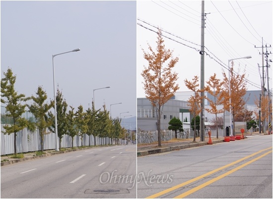  구미 가스유출 사고로 가로수가 말라죽었다. 정상적인 기로수와 말라죽은 가로수의 모습이 확연히 다르다.