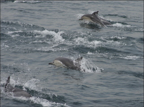 10월 5일 오전 울산 장생포 앞다다에서 목격된 참돌고래떼