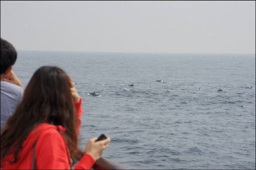 10월 5일 관람객들이 고래바다여행선에서 울산 장생포 앞바다를 지나는 참돌고래떼를 구경하고 있다