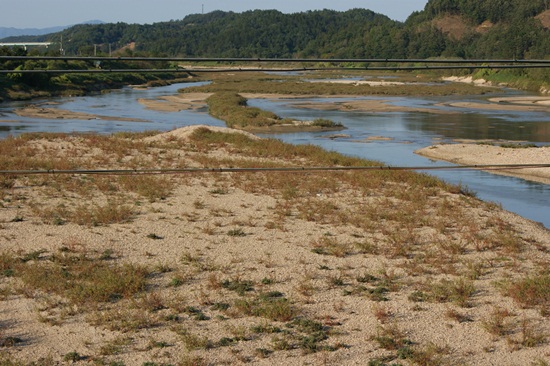 영주댐 공사로 벌써 물길이 막힌 내성천에서는 이렇게 모래 위로 식물이 자라나는 습지화가 급격히 진행되고 있다. 