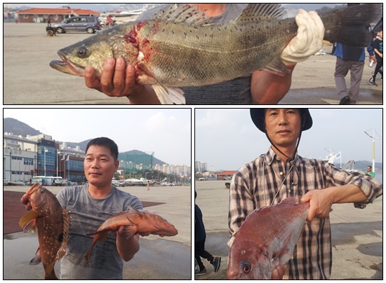 박우현 총무는 행사를 위해 이른 아침 돌산 군내리에 있는 수협위판장에서 팔딱팔딱 살아있는 자연산 농어와 참돔, 능성어를 사왔다.
