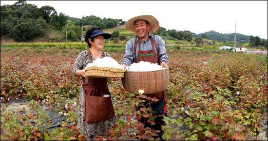 함양 임채정씨 부부가 8일 밭에서 '목화솜'을 수확하고 있다.