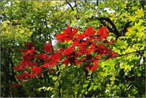 푸른 잎 사이 저 홀로 유난히 붉게 물든 단풍나무 가지.