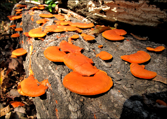 늦가울 지난번 태풍으로 고사한 참나무에 이름모를 버섯이 자라고 있다. 