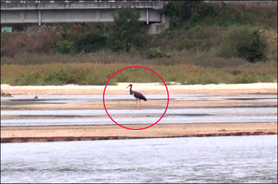 습지와새들의친구는 2012년 10월 내성천에서 '먹황새'를 발견했다.