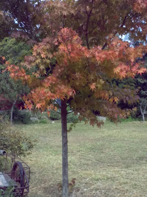 산사에서는 역시 가을이 아름답다.