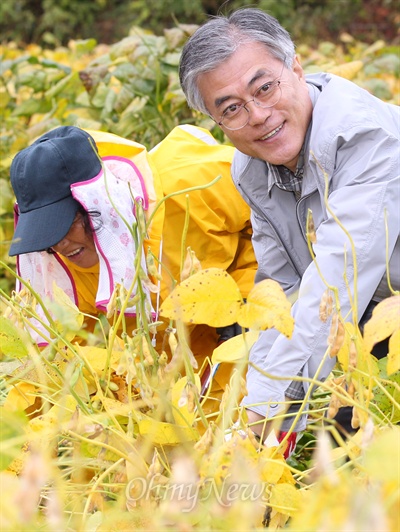 문재인 민주통합당 대선후보가 17일 오전 충북 음성군의 한 농원을 방문해 메주 담글 콩을 베고 있다. 