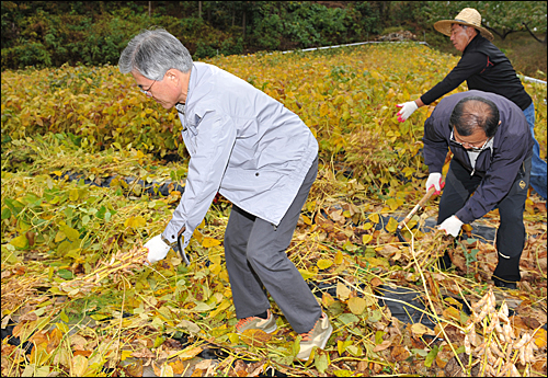 충북 음성 수정산농원을 방문한 문재인 후보가 콩 수확을 돕고 있다.