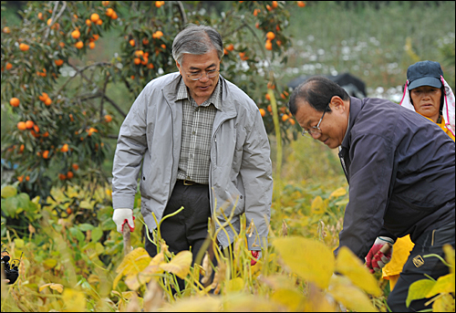 충북 음성 수정산농원에서 노란 감이 익어가는 풍경을 뒤로 한 문재인 후보가 된장의 주 재료인 콩 수확을 준비하고 있다. 오는 12월 19일 어떤 수확을 할 지 관심이 모아지고 있다.