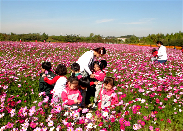 고사리손 어린이집 아동들이 코스모스 꽃밭에서 사진을 찍는 모습이 꽃 보다 아름답다. 
