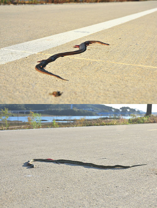 불과 약 700m 사이에 두바리의 뱀이 로드킬 당해 있었다.