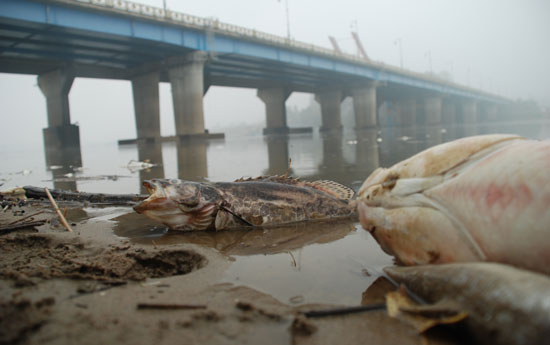 지난 21일 수거가 끝난 지점인 충남 부여군 '백제교' 인근에서도 21일과 비슷한 수 만마리의 죽은 물고기가 떠올랐다. 사진은 대형 쏘가리와 80cm가량의 죽은 숭어.