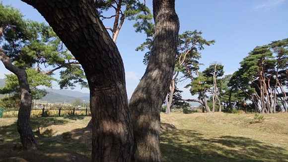 신라시조 박혁거세가 탄생했다는 우물터 나정. 구불구불 소나무들도 인상적이다. 