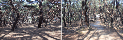 흥덕왕릉(왼쪽)과 경덕왕릉은 들어가는 길의 솔숲이 너무나 닮았다. 고불고불하고 빽빽한 소나무들이 정말 빈틈이 없다고 할 만큼 울창하다.