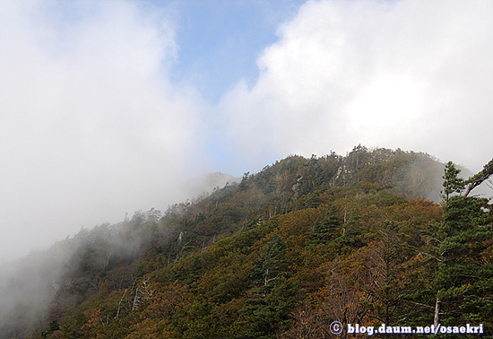 서북주릉으로 향해 출발하는 끝청봉 주변은 분비나무와 참나무가 군락을 이루고 있다.