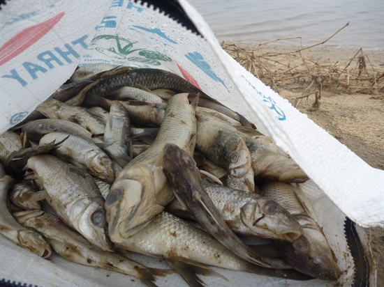 지난해 10월 금강에서 수거된 물고기 떼죽음 사체