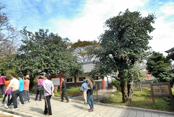 경상남도 기념물 제74호로 지정이 되어있는 수령 400년의 동백나무