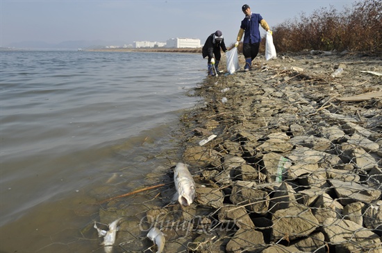 낙동강 남구미대교 상류쪽에서 구미시 직원들이 죽은 물고기들을 수거하고 있다.