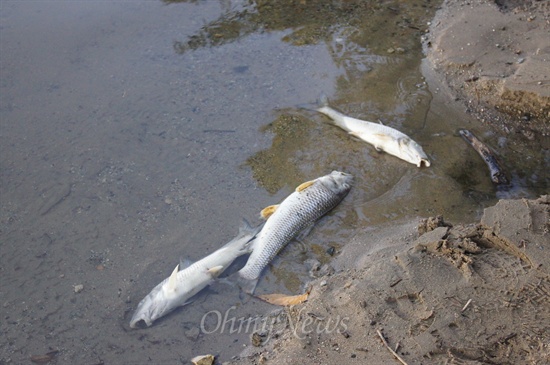 구미 낙동강 유역에 물고기가 폐사했다.