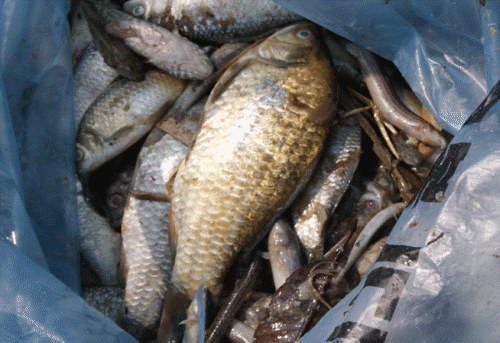 충남 공주시 반포면 금강 변으로 유입되는 인근 소하천에서 물고기가 떼죽음을 당한 채 떠올랐다