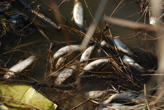 28일, 지금도 물의 흐름이 약한 곳에서는 죽은 물고기 사체가 썩으면서 가라앉고 있다