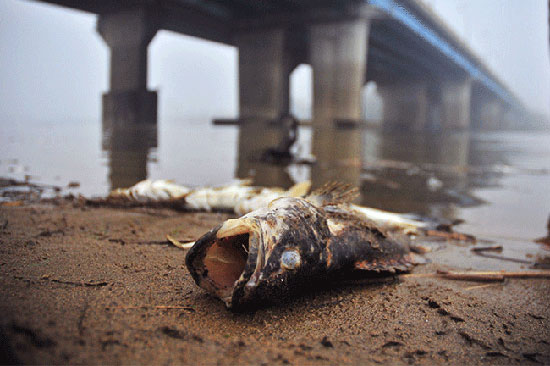 생명평화대행진이 찾은 금강에선 5만마리의 물고기가 폐사했다.
