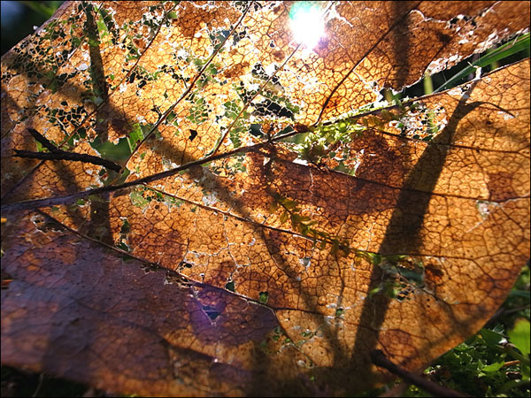떨어진지 오래된 낙엽, 그 삶을 이어주었던 길들은 모두가 그들의 삶의 흔적들이다.