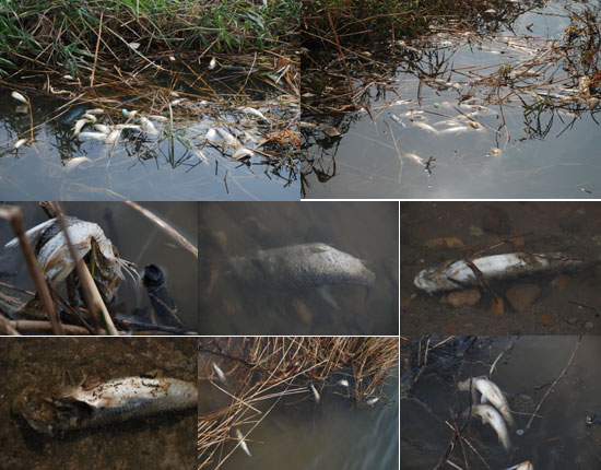 강변 옆 물속에는  지금도 죽은 물고기가 사체가 가득하다.
