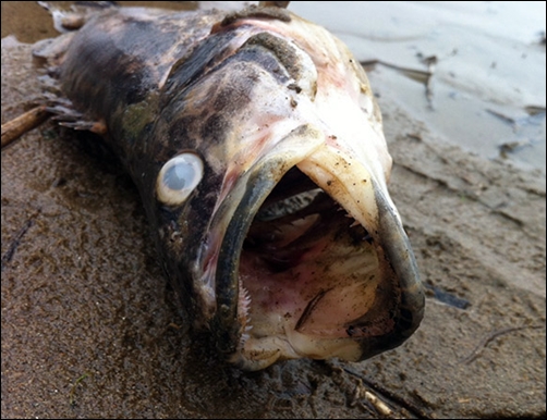이렇게 똑같을 수가! 3년 전 이명박 장로가 제시한 사진처럼 금강과 낙동강 물고기들의 떼죽음이 시작되었습니다. 물고기를 떼죽음으로 몰고간 MB표 4대강 괴물댐의 위력이 정말 대단합니다. 