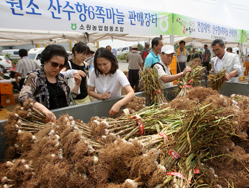 지난 2010년 태안군에서 열린 마늘축제현장에서 관광객들이 태안지역에서 생산된 육쪽마늘을 살펴보고 있다.