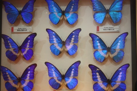 곤충박물관의 나비