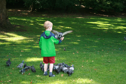 한 소년이 비둘기에게 먹이를 주며 어울리고 있다.
