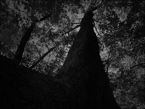 최재은(Jae-Eun Choi) I '환영의 이면(The Other Side of Illusion)' 비디오작품 2010. '아소카의 숲' 중 한 작품으로 나무를 통해 작가는 시간을 초월한 생명의 이미지와 영원에 도달한 영혼을 상징적으로 그리고 있다  
