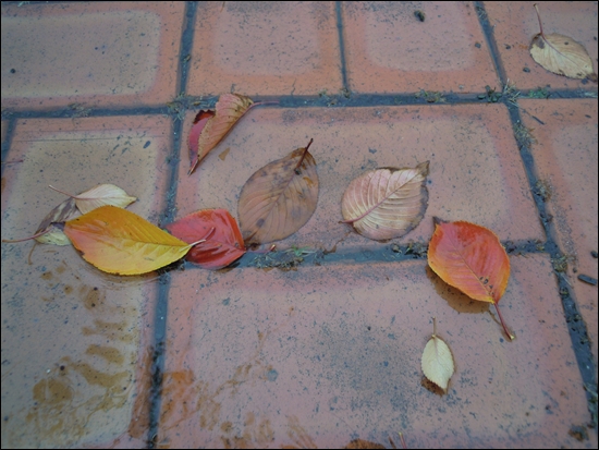 비에 젖은 낙엽