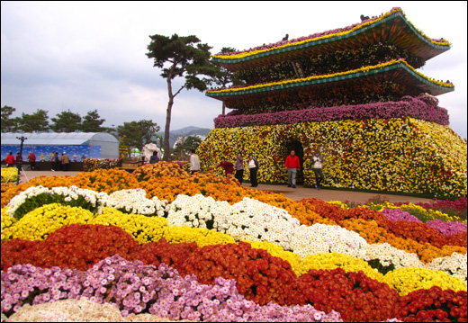 국화로 장식된 숭례문. 함평엑스포공원에서 열리고 있는 대한민국국향대전에서 가장 인기를 모으고 있는 사진 포인트다.