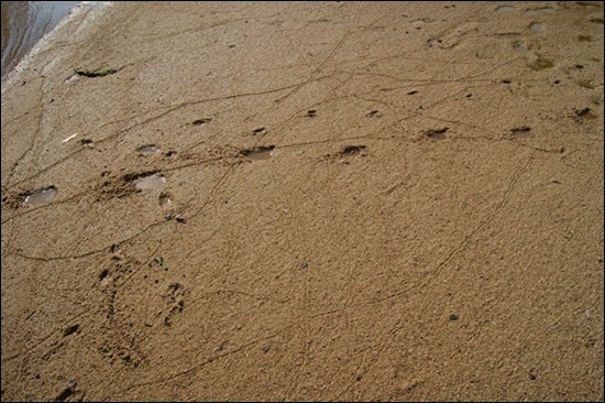 모래의 강 내성천에는 이렇게 다양한 생명이 살고 있다. 