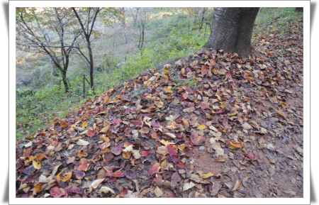 가을의 나무는 스스로를 살리기 위해 자신의 몸의 일부를 떼어내는 찬란한 이별의식을 한다.