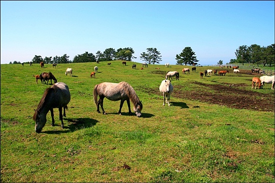  축산진흥원에서 천연기념물로 지정된 제주마를 기르는 견월악의 제주마방목지(2008년 사진)