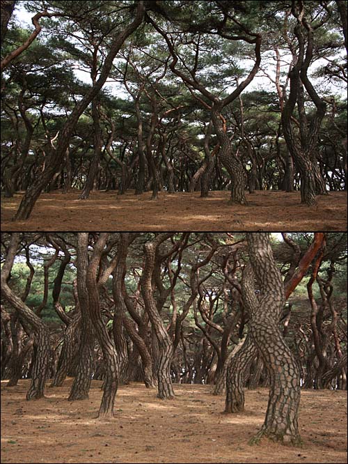 흥덕왕릉 초입의 소나무 숲