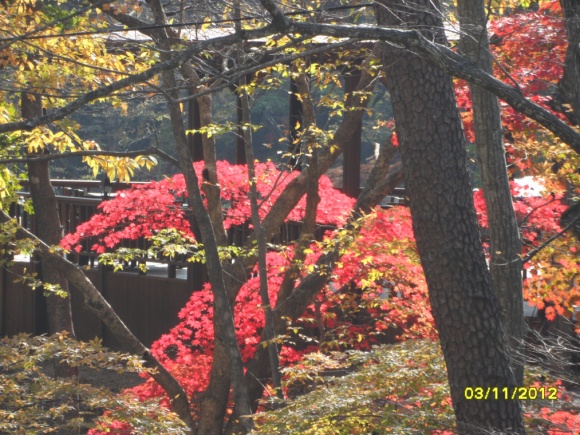 가을도 절정. 타오르듯 붉은 단풍