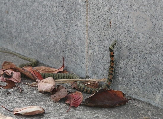 6차선 도로를 건너온 꽃뱀이 너무 높은 길어깨에 갈 길이 막혔다.