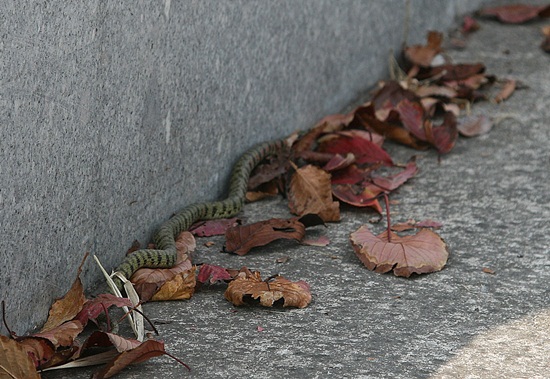낙엽 속에 몸을 숨긴 꽃뱀, 유혈목이.