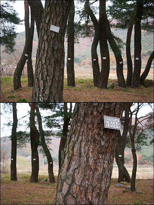 덕동 문화마을의 ‘섬솔 밭’ 내에 이름표를 단 소나무들
