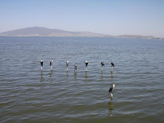 호수 위에서 새들이 잠시 휴식 중