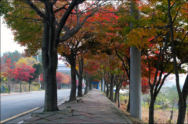  단풍은 홍, 자, 청, 황 등 여러 빛깔이 있지만 단연 빼어난 것은 역시 홍(紅)이다. 선홍빛 단풍은 단풍의 본령인 것이다.